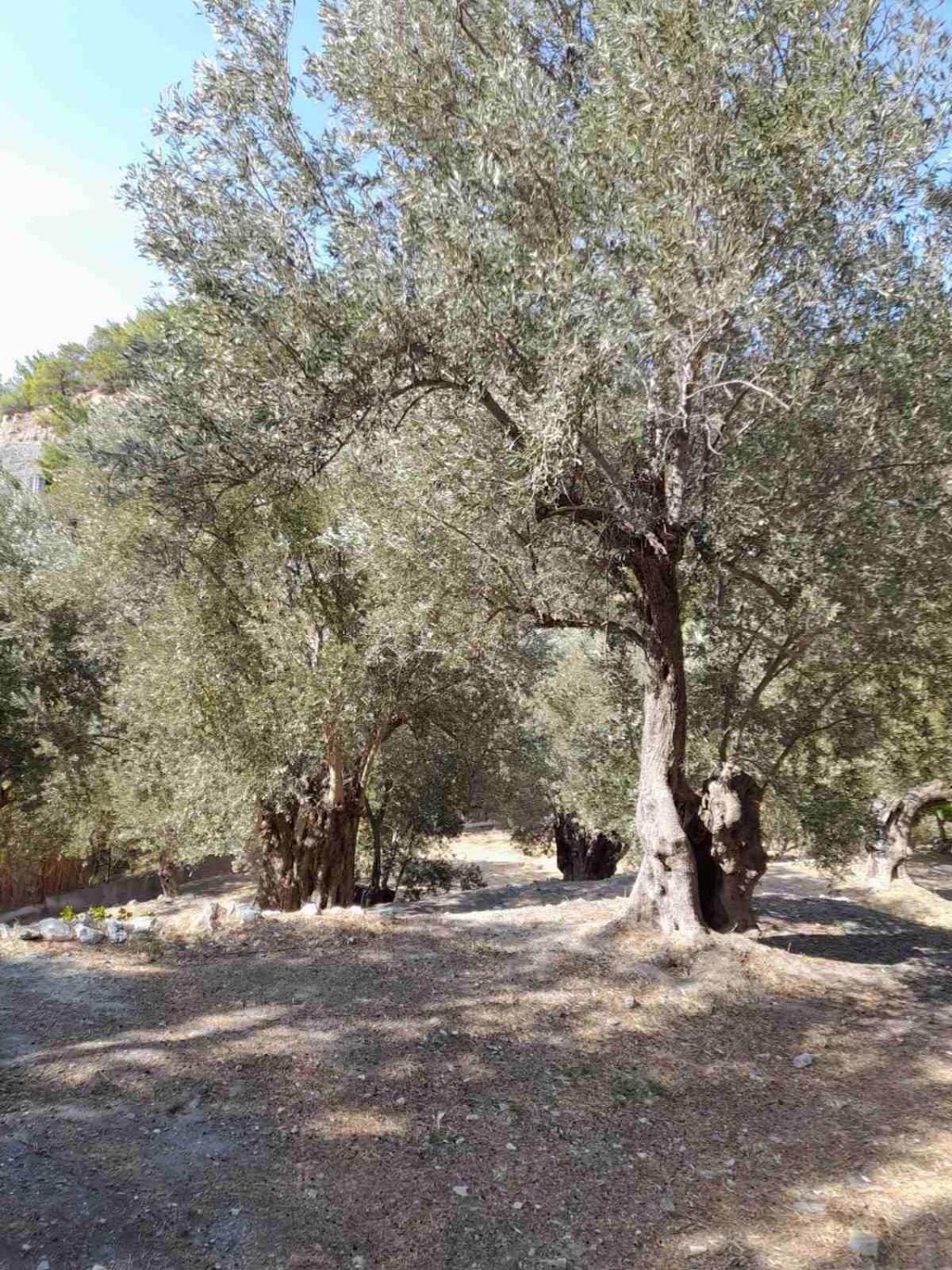 Δωμάτια Κόκκινος Πύργος Plomari Zewnętrze zdjęcie